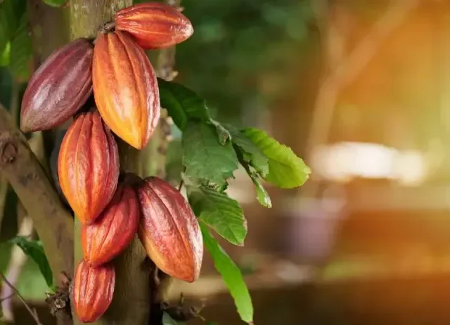 Parliament passes Ghana Cocoa Board Bill, 2026