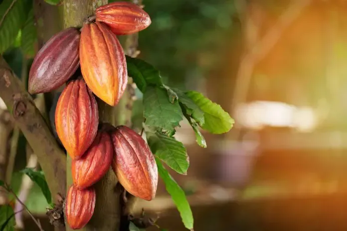 Parliament passes Ghana Cocoa Board Bill, 2026