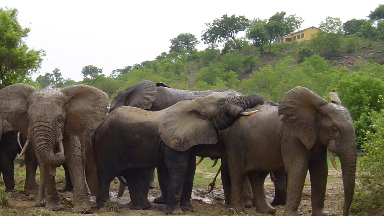 Mysterious deaths of 14 elephants in Kenya prompts urgent inquiry