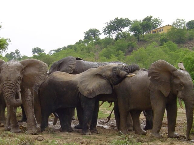 Cyanide in tomato pesticide killed 15 elephants, Kenyan officials suspect
