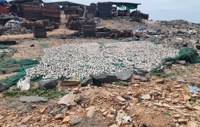 FDA cracks down on unsafe fish processing in joint operation at Tema Newtown
