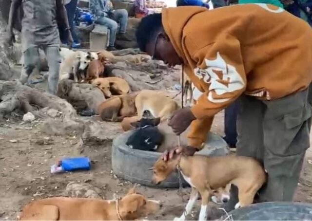Lovers of dog and cat meat threaten to sue government if consumption of their delicacies is banned