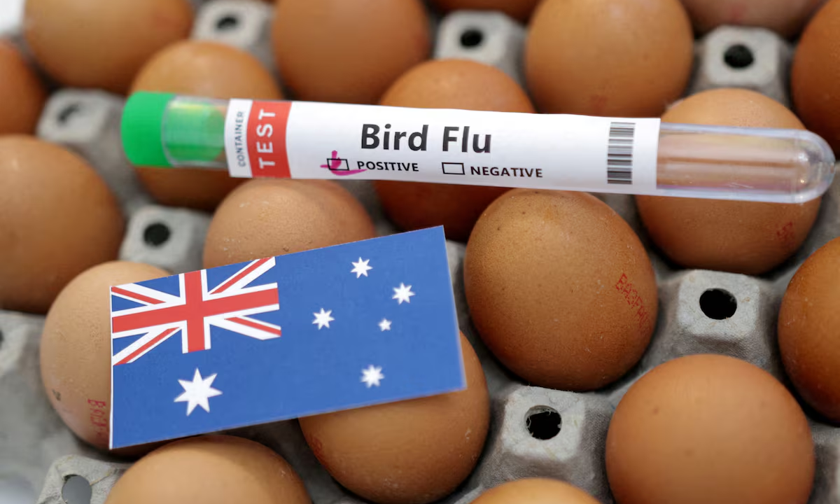 Australia confirms first mass mortality event from H5 bird flu in native seabirds
