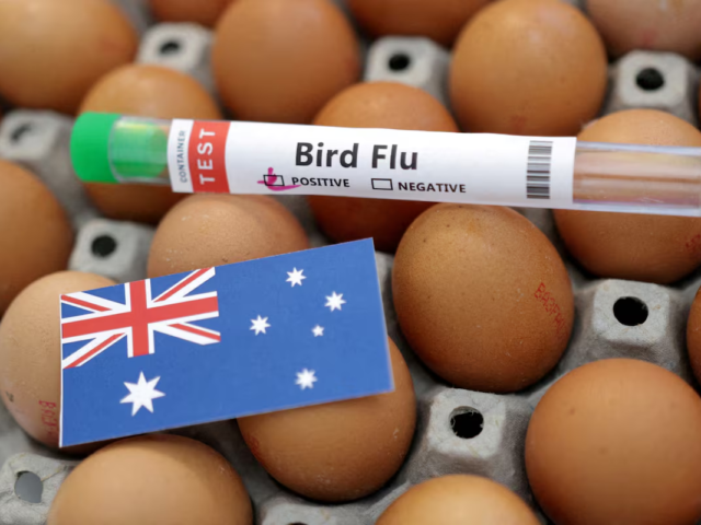 Australia confirms first mass mortality event from H5 bird flu in native seabirds