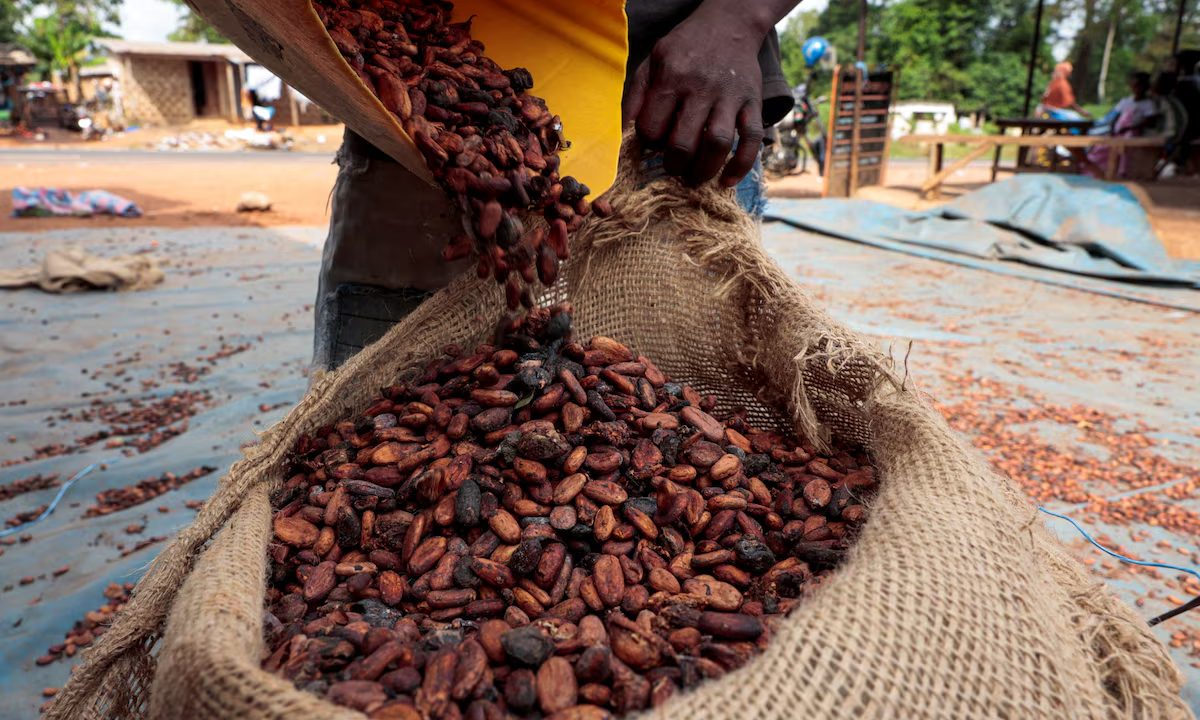 New COCOBOD Bill: Protecting cocoa should not come at the cost of farmers’ rights