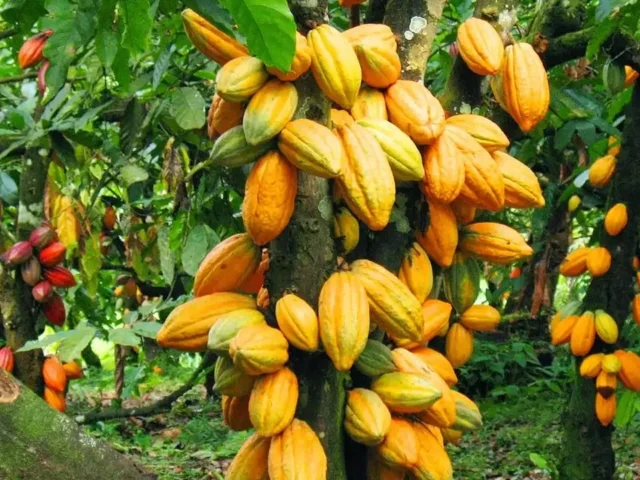 Current situation within the cocoa sector remains deeply concerning - Cocoa Farmers