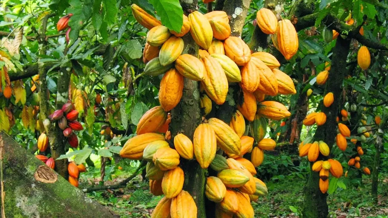 Current situation within the cocoa sector remains deeply concerning - Cocoa Farmers