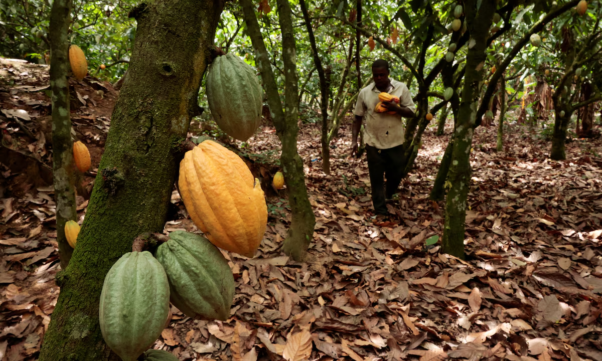 Minority has opposed Cocoa Bill from the onset – COCOBOD