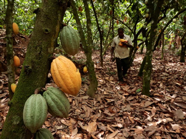 Minority has opposed Cocoa Bill from the onset – COCOBOD