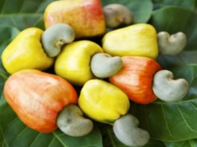Ghana processes less than 6% of cashew output as farmers face price plunge