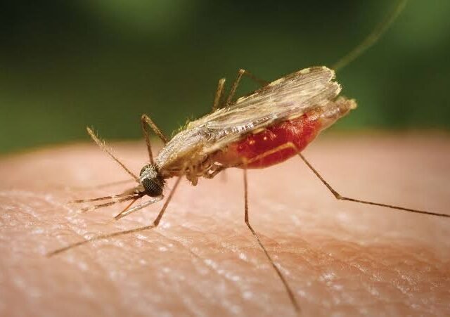 Ghana’s climate future brings less malaria but more deadly heat, new research shows