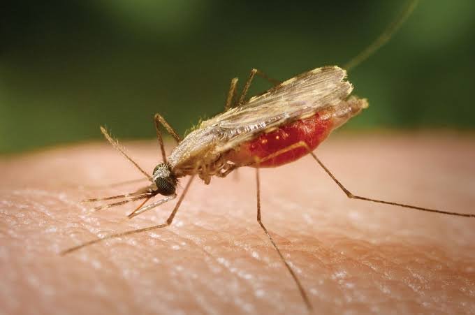 Ghana’s climate future brings less malaria but more deadly heat, new research shows