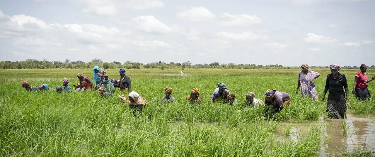 Ghana secures $18.8 million grant to boost rice production
