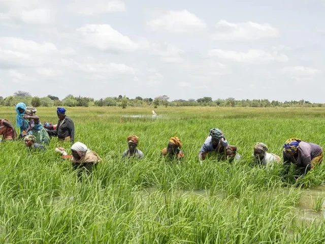 Ghana secures $18.8 million grant to boost rice production