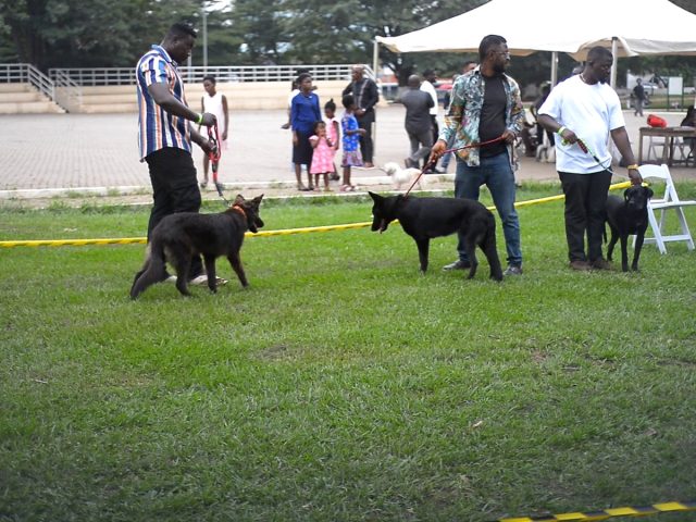 Dog handlers promote animal welfare as classic dog show captivates Kumasi
