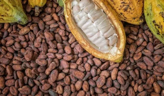 GHS16.3b Domestic Cocoa Notes Programme to boost cocoa financing - Finance Ministry