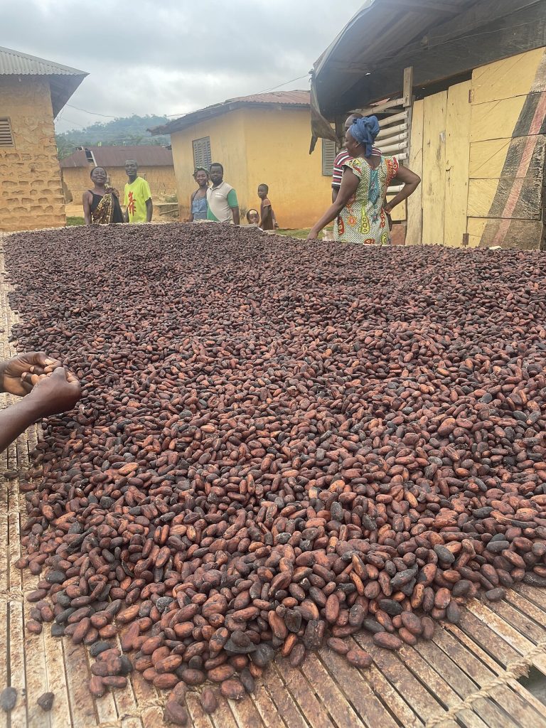 Cocoa beans on a drying rack