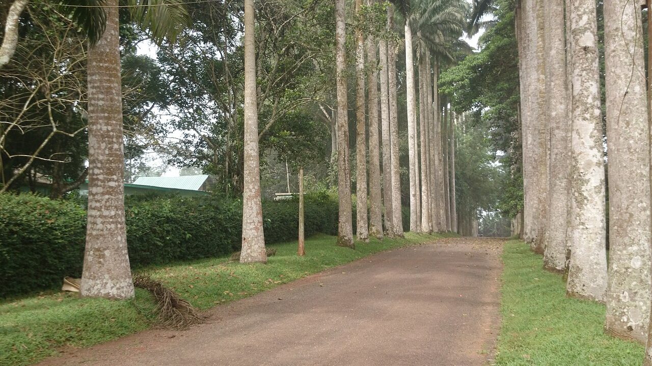 Aburi Botanical Gardens on the Akuapem ridge