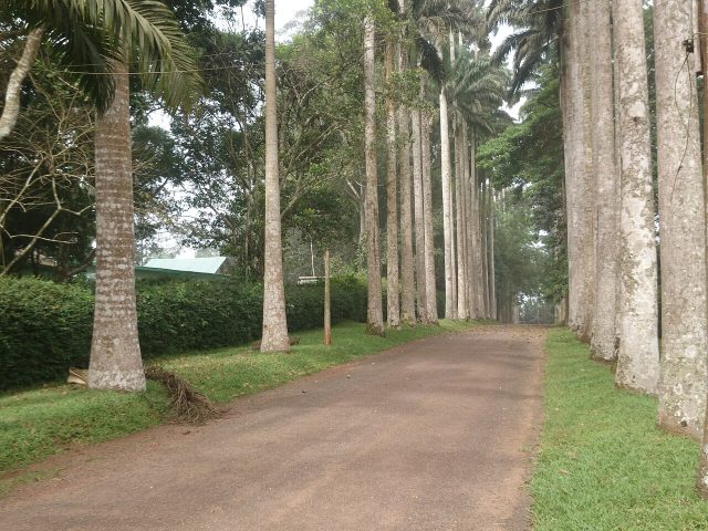 Aburi Botanical Gardens on the Akuapem ridge