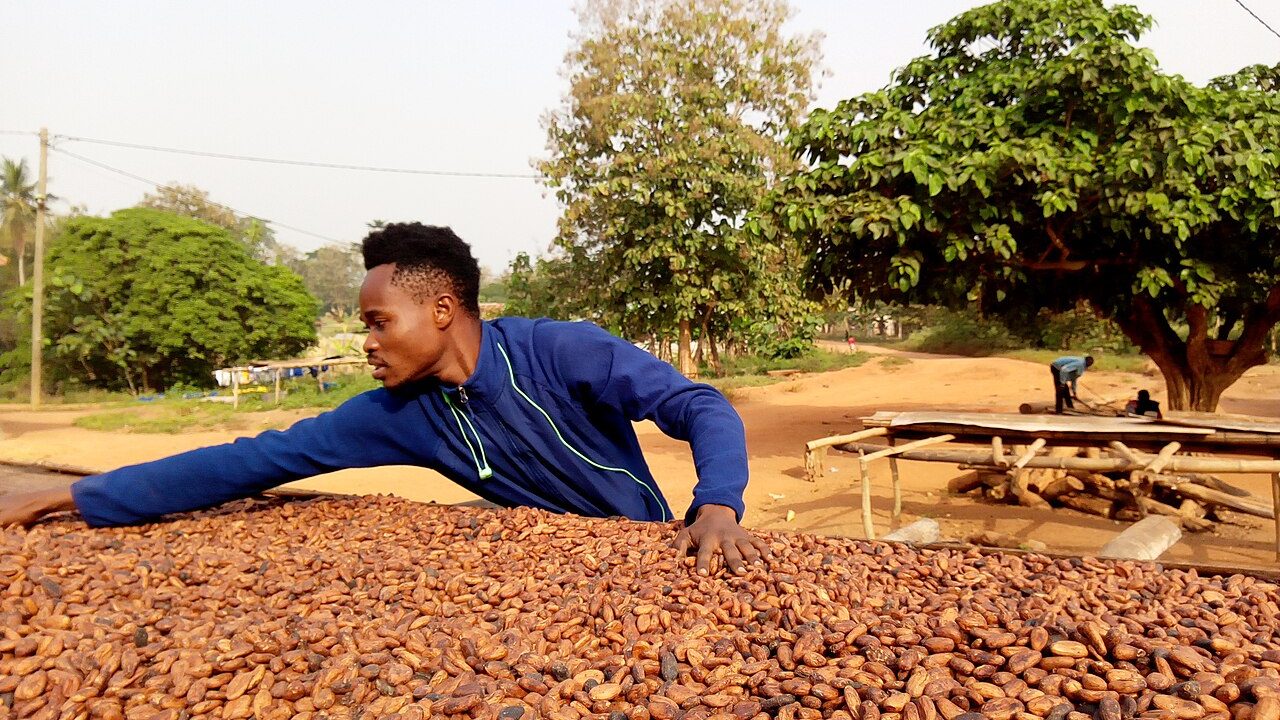 A cocoa farm in Ghana