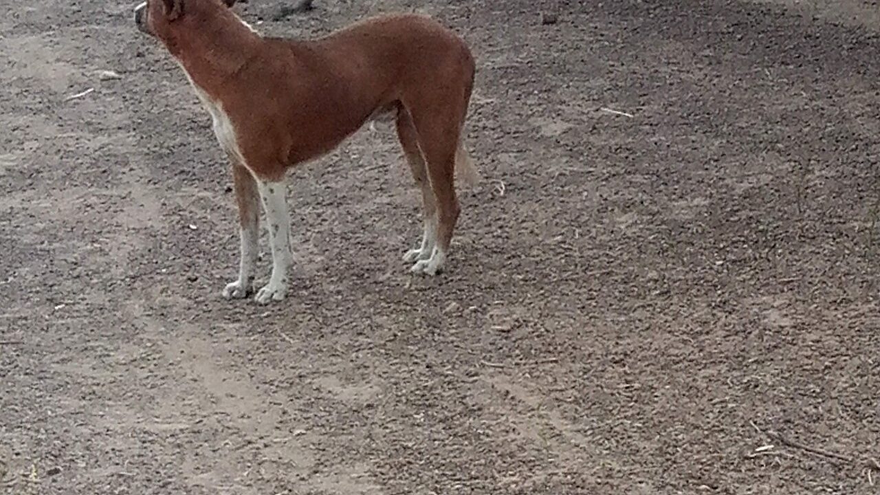 A dog in northern Ghana
