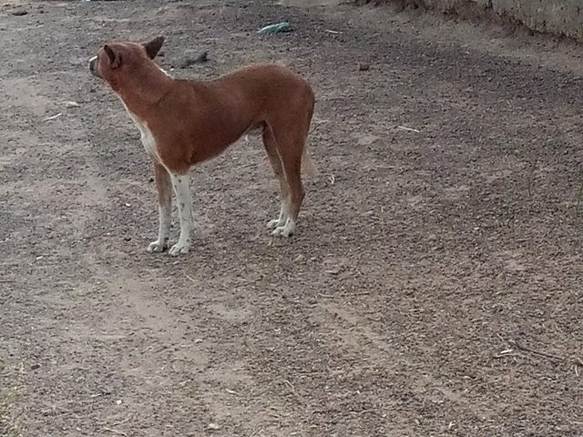 A dog in northern Ghana