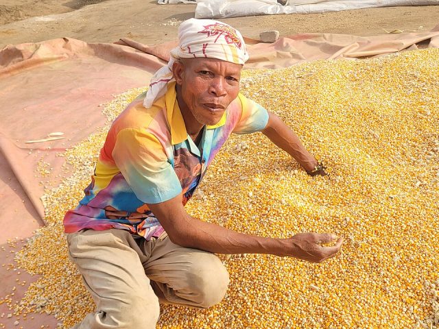 Maize farming in Ghana