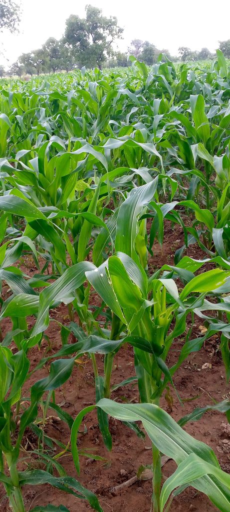 A maize plant growing in northern Ghana