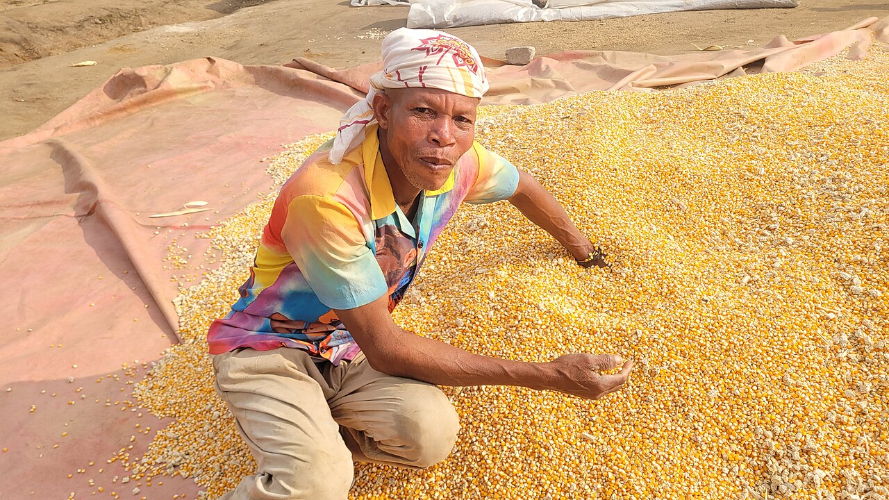 Maize farming in Ghana
