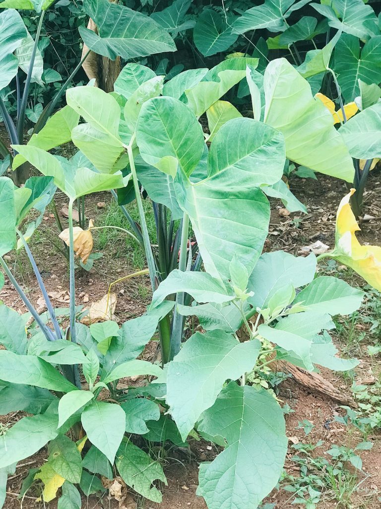 Cocoyam leaves used for kontomire stew