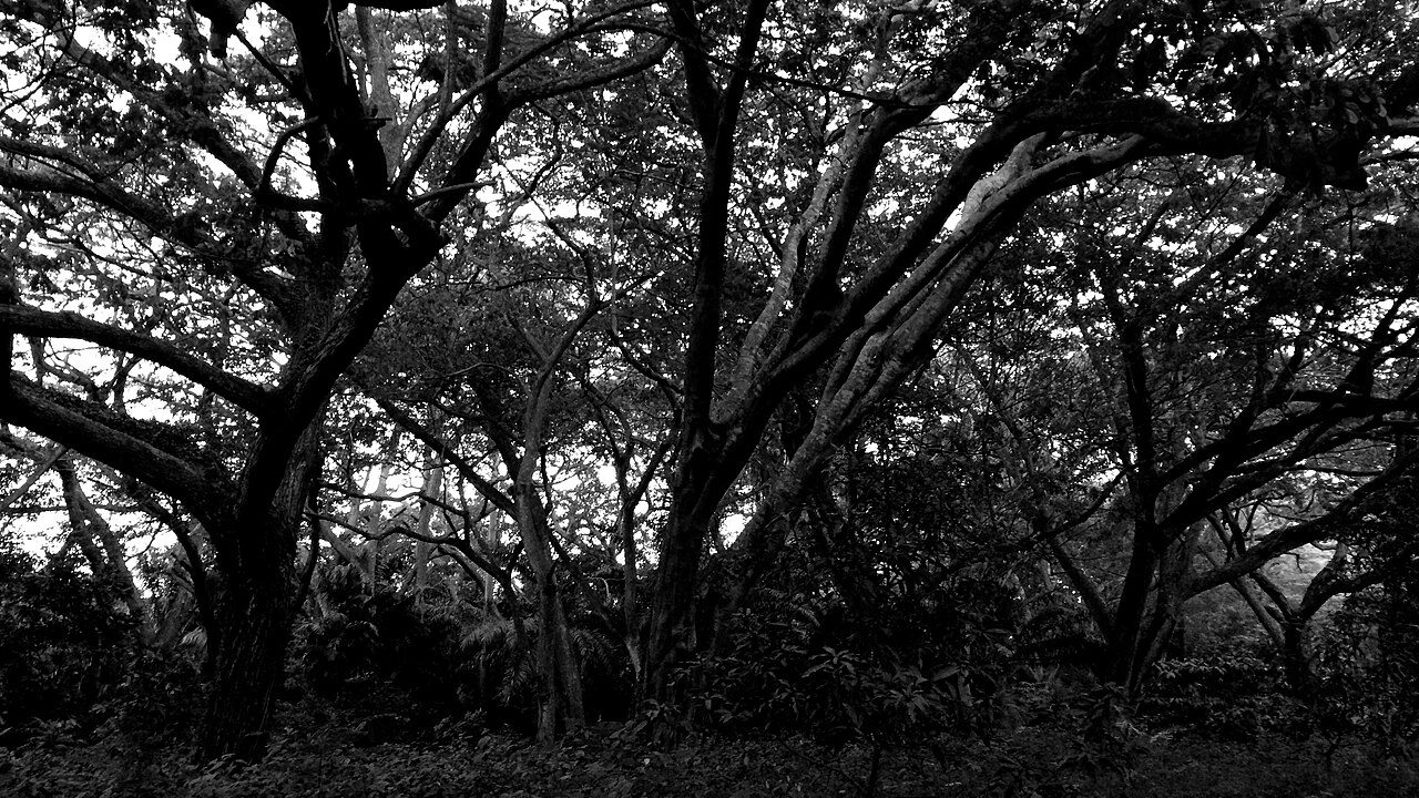 Canopies at the Legon Botanical Gardens