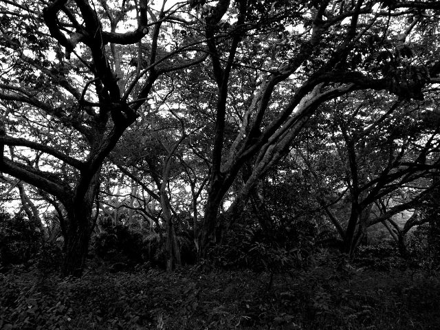 Canopies at the Legon Botanical Gardens